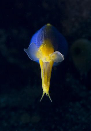 Ribbon Eel at Paradise, Tulamben area by Soren Egeberg 