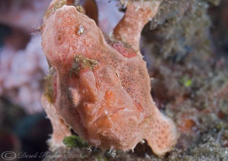 Pink Frog fish. Lembeh straits. D200, 60mm. by Derek Haslam 