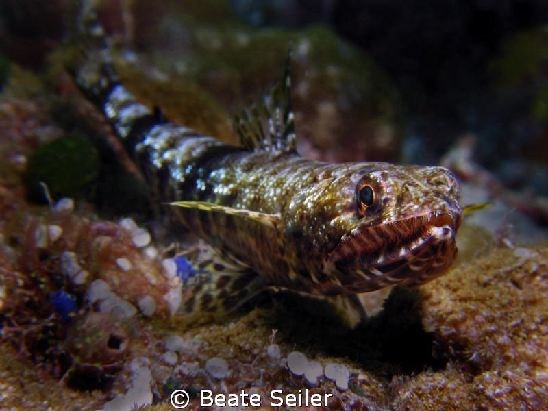 Lizardfish, taken at Wakatobi with Canon S70 and UCL165 by Beate Seiler 