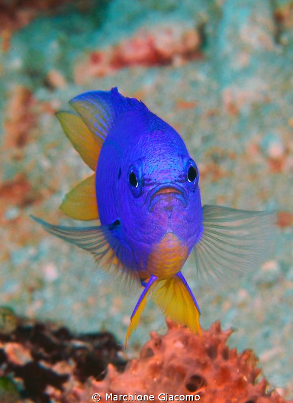 Electric blu
Nikon D200, 60 micro, twin strobo
Trawalga... by Marchione Giacomo 