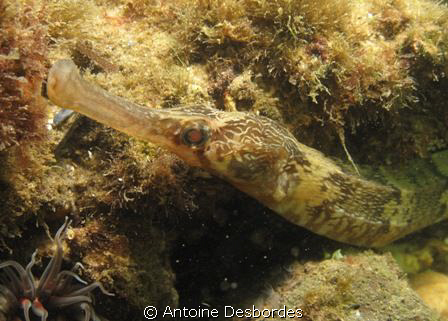 Pipefish by Antoine Desbordes 