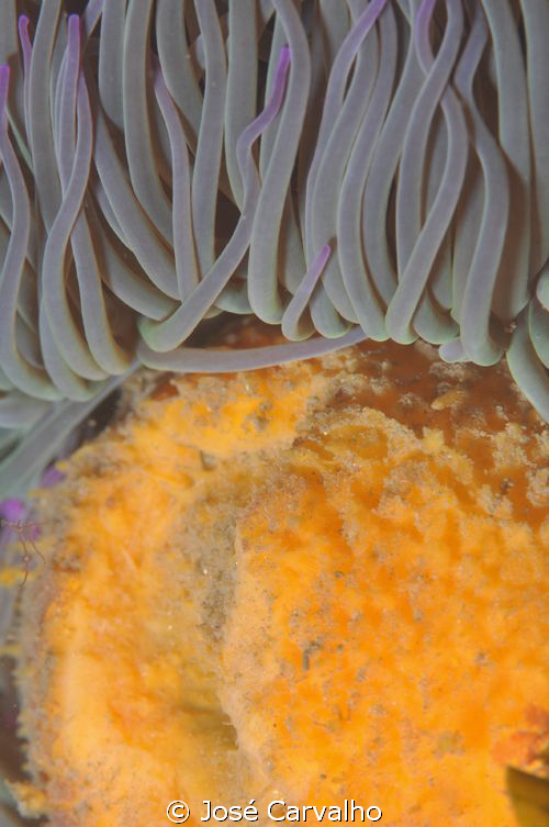 A beautiful and serene marriage of colours - sponge / ane... by José Carvalho 