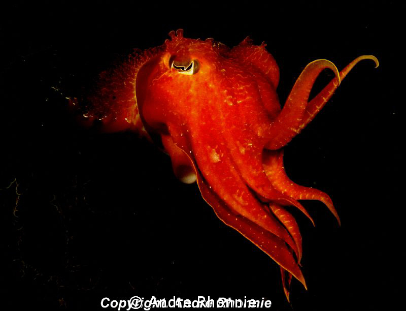 cuttle fish by Andre Rhonnie 