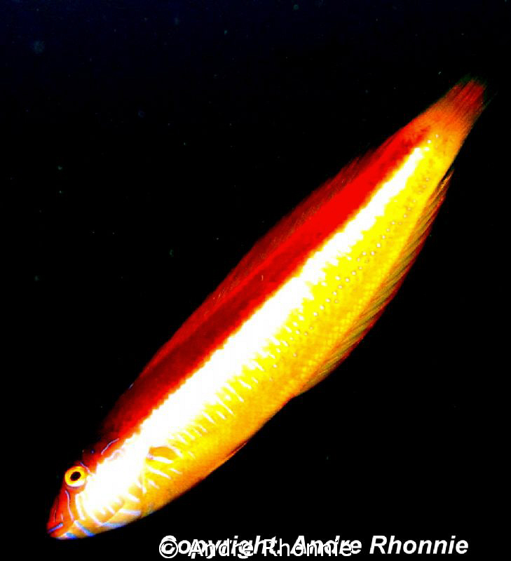 some fish by Andre Rhonnie 