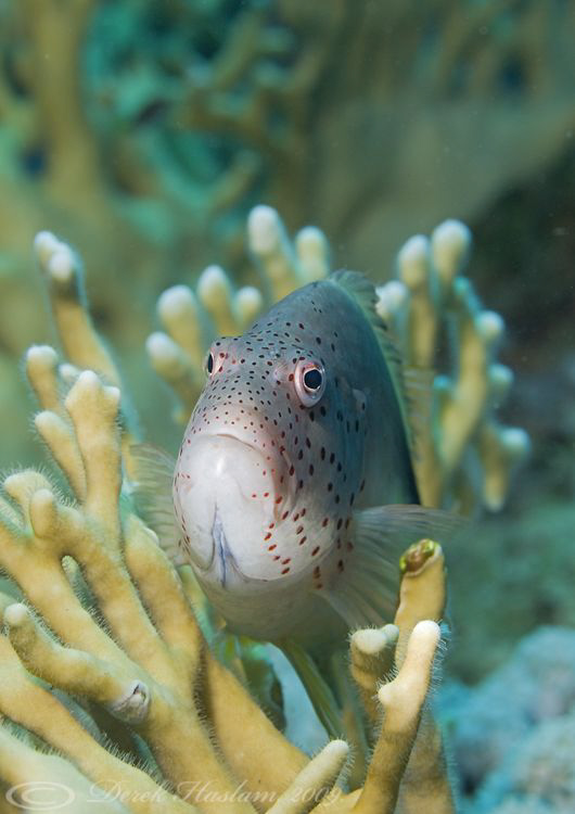 Forster's Hawkfish. D3, 105mm. by Derek Haslam 