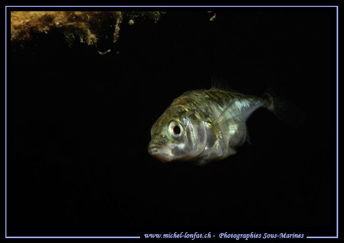 Yesterday's dive in a small lake not far from home. Just ... by Michel Lonfat 