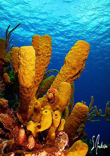 Yellow Tube Sponges are a staple of the Caribbean, this i... by Steven Anderson 