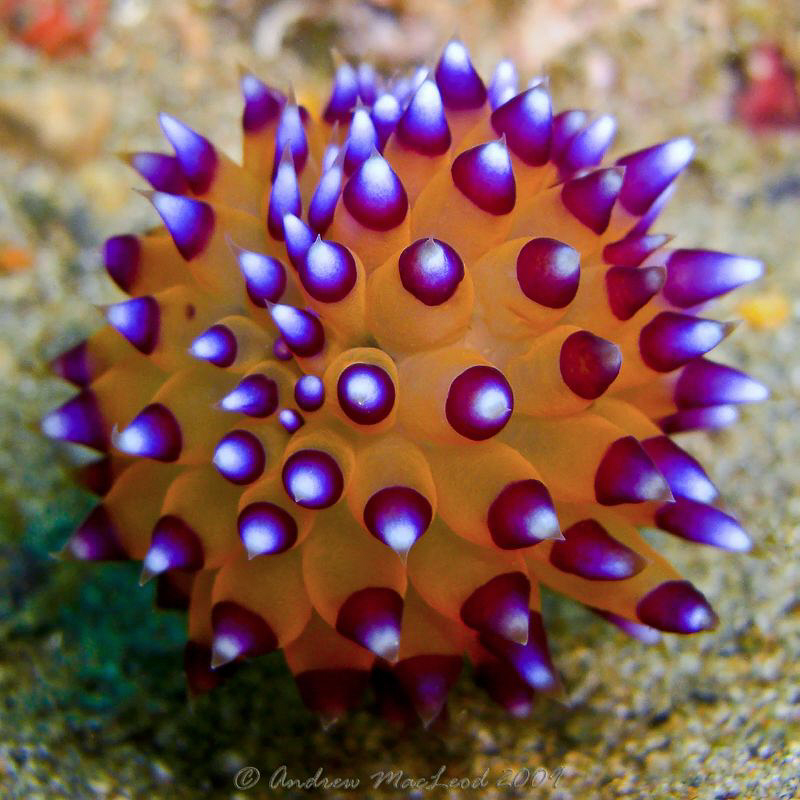 in a ball?? by Andrew Macleod 