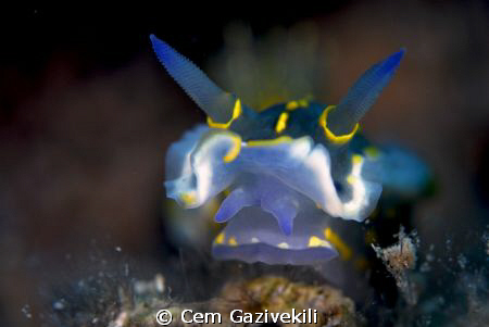 ... by Cem Gazivekili 