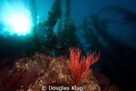 Anacapa Seascape. A red gorgonian against the backdrop of... by Douglas Klug 
