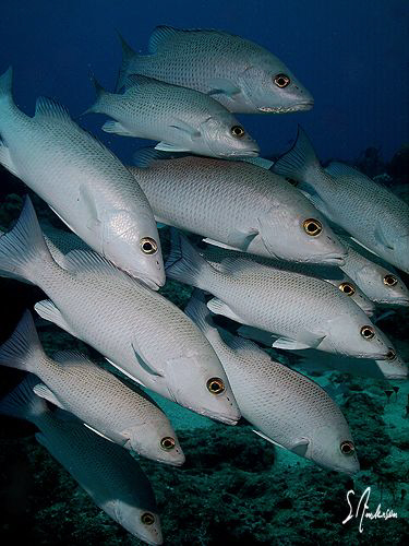 This image is of a small school of Margates, the  Margate... by Steven Anderson 