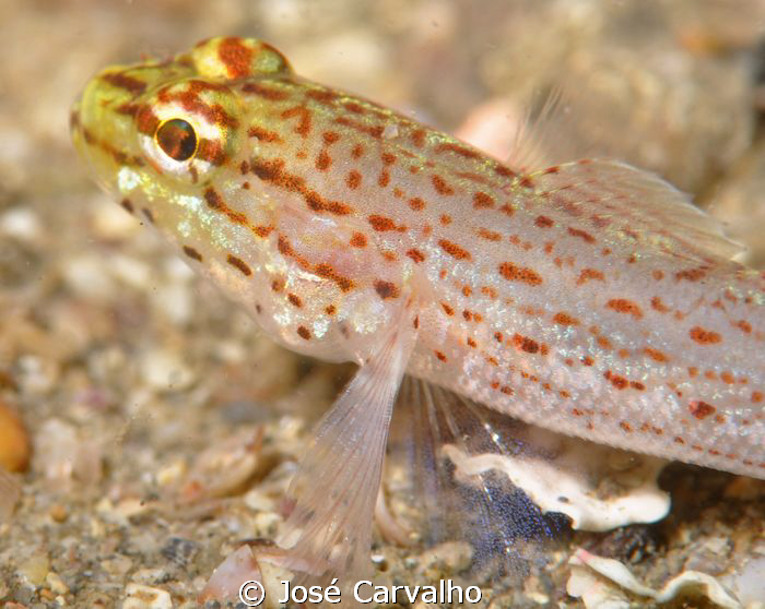 Yellow goby in the sand. by José Carvalho 