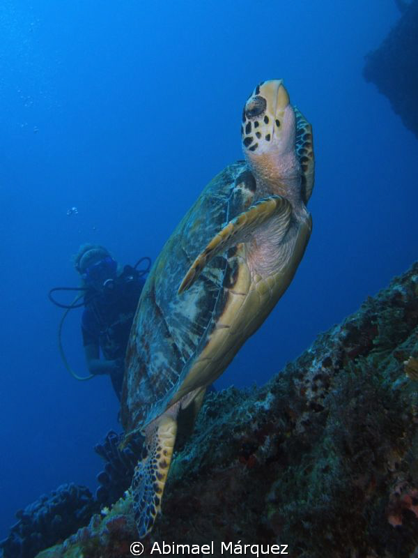 Turtle swim around the wreck, Wit Concrete, St. Thomas by Abimael Márquez 