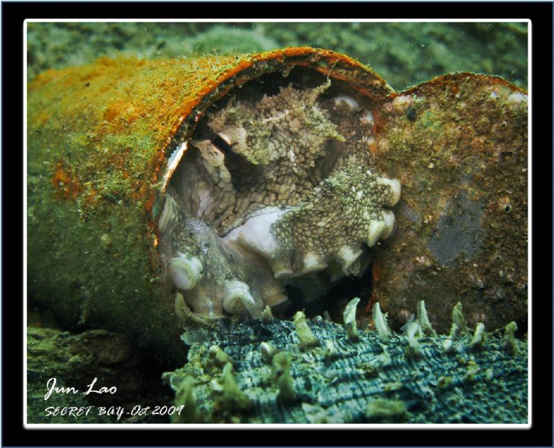 Crab Killer! Watch-> http://www.youtube.com/watch?v=H9rNj... by Jun Lao 