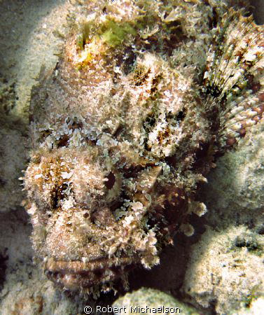 Scorpionfish by Robert Michaelson 