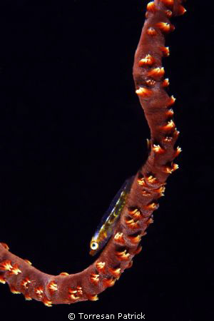 "Small fish" by Torresan Patrick 