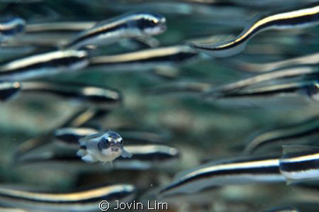 "Striped Waves" (Pholidichthys leucotaenia -
Convict or ... by Jovin Lim 