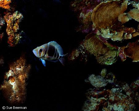 Barred Hamlet in Bonaire by Susan Beerman 