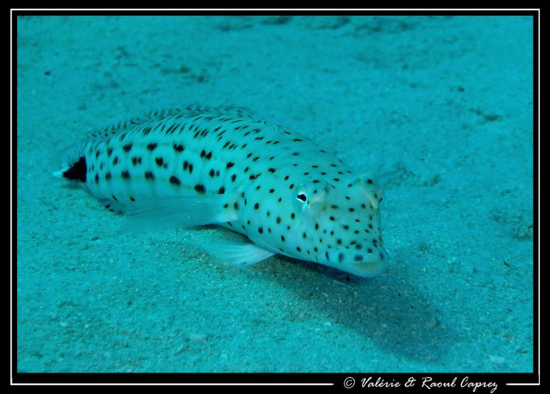 Picture of a Parapercis hexophthalma taken with a Panason... by Raoul Caprez 