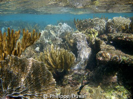 Snorkeling in Xpuha by Philippe Duval 