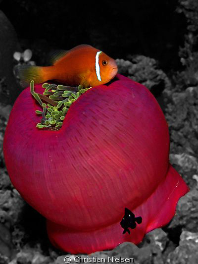 Colour
I like the colours of the purple closed anemone. ... by Christian Nielsen 