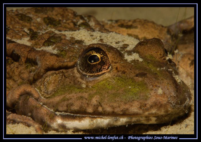 Today's end of the day dive... Encounter with this beauti... by Michel Lonfat 