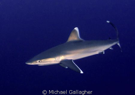 Silvertip at Cocos Island by Michael Gallagher 