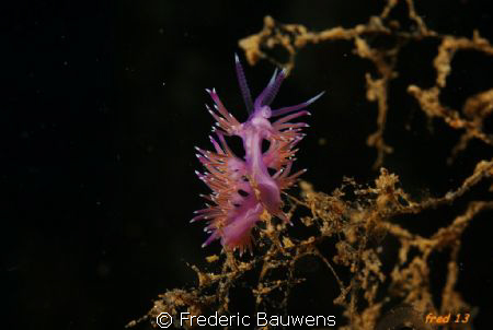 flabelline by Frederic Bauwens 