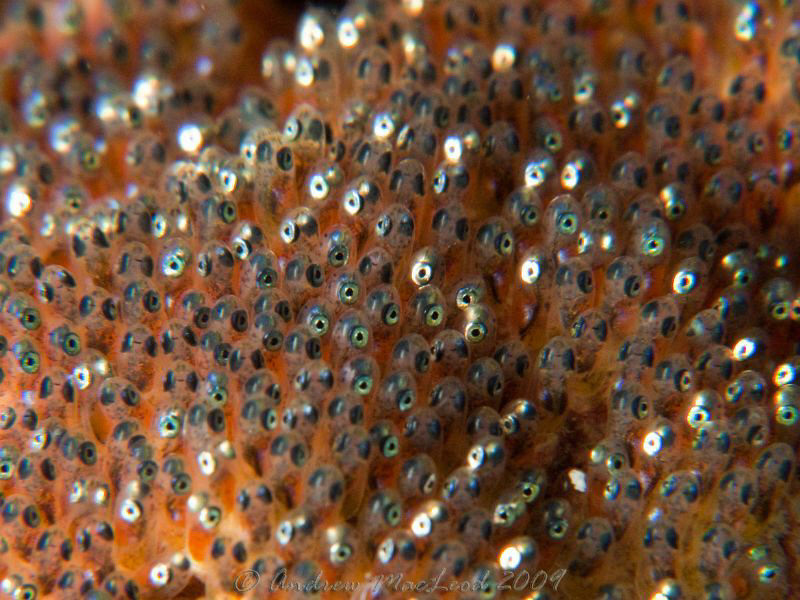 More fish eggs! Canon G10, inon s2000 strobe, twin macro ... by Andrew Macleod 