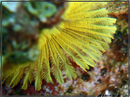 Yellow sabelle macro by Durand Gerald 