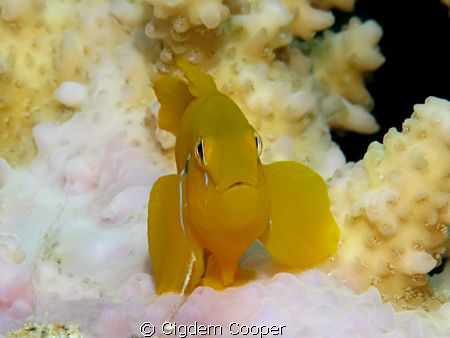 Citron goby by Cigdem Cooper 