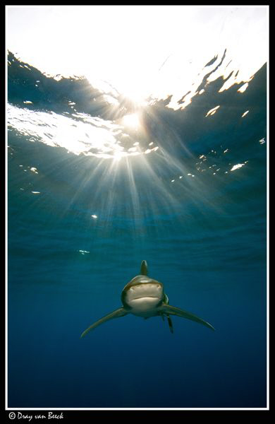 Oceanic in ther sunshine by Dray Van Beeck 