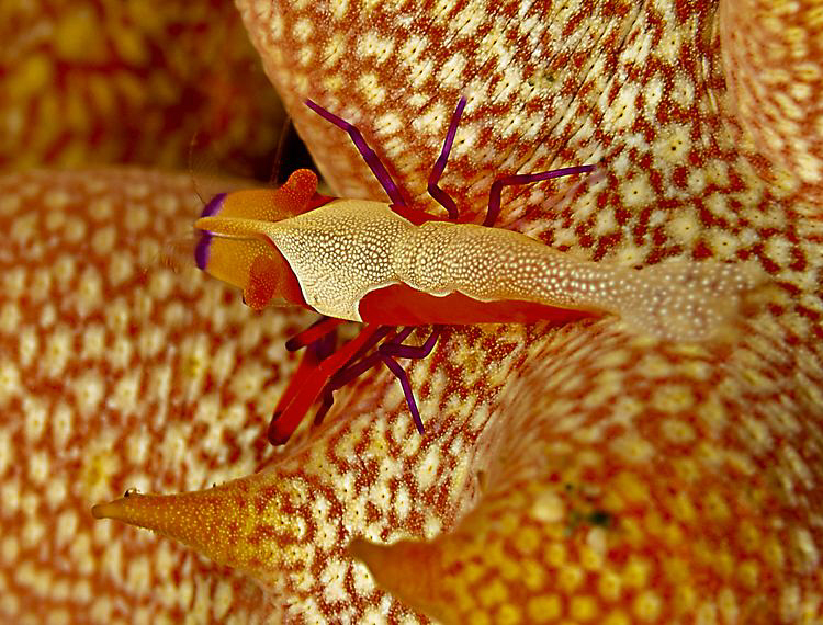 Imperial partner shrimp on sea cucumber by Charles Wright 