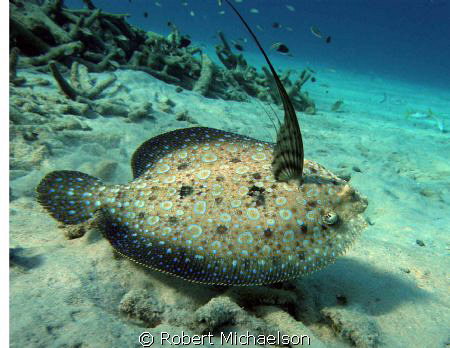 Peacock Flounder by Robert Michaelson 
