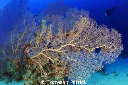 Gorgonia by Torresan Patrick 
