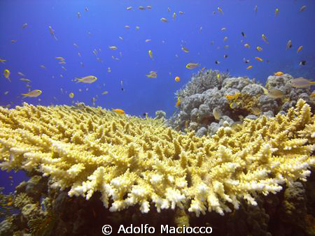 Acropora.
Jack fish alley.
Ras Mohamed
 by Adolfo Maciocco 