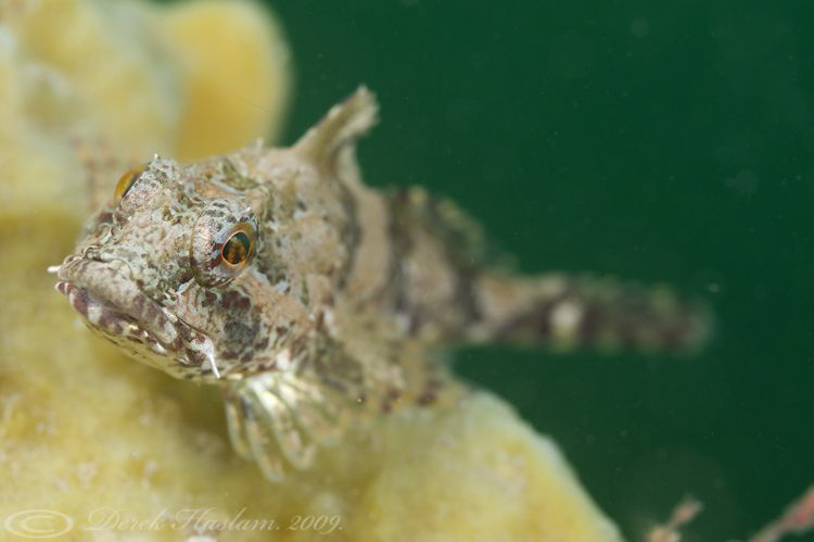 Long spined scorpion fish. Menai straits. D3, 105mm, wood... by Derek Haslam 