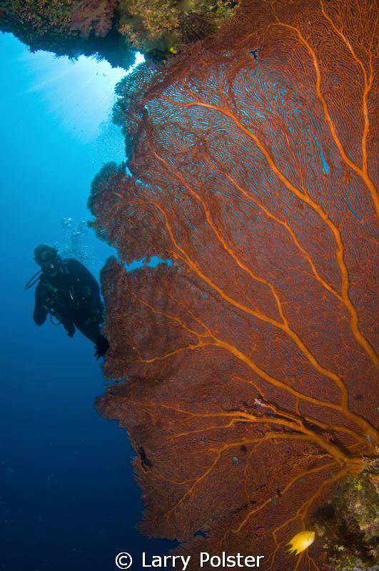 Large fans on many of the Solomon Sea dive sites. a wide ... by Larry Polster 