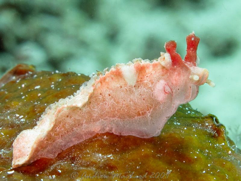 any idea what this is?? taken off Anilao. with the casio ... by Andrew Macleod 
