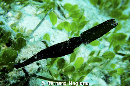 Dayang, Talikud Island, Davao City by Bernard Maglana 