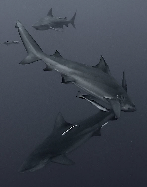 Z for Zambezi. 3 Zambezi / Bull sharks at pinnacles by Charles Wright 