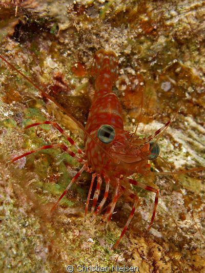 Shrimp out at night
Olympus E330, 35mm Macro, Single Ike... by Christian Nielsen 