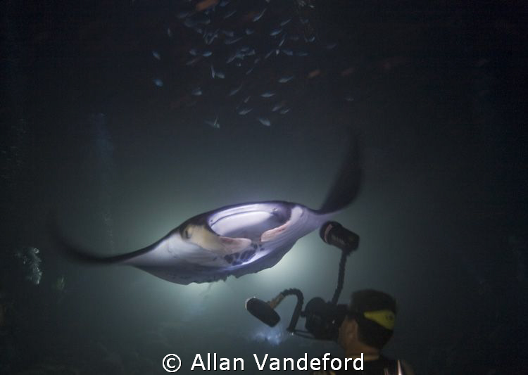 Manta night dive near Kailua Kona Int'l Airport from Kona... by Allan Vandeford 