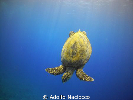 Hawksbill Turte.
Ras Mohamed
 by Adolfo Maciocco 