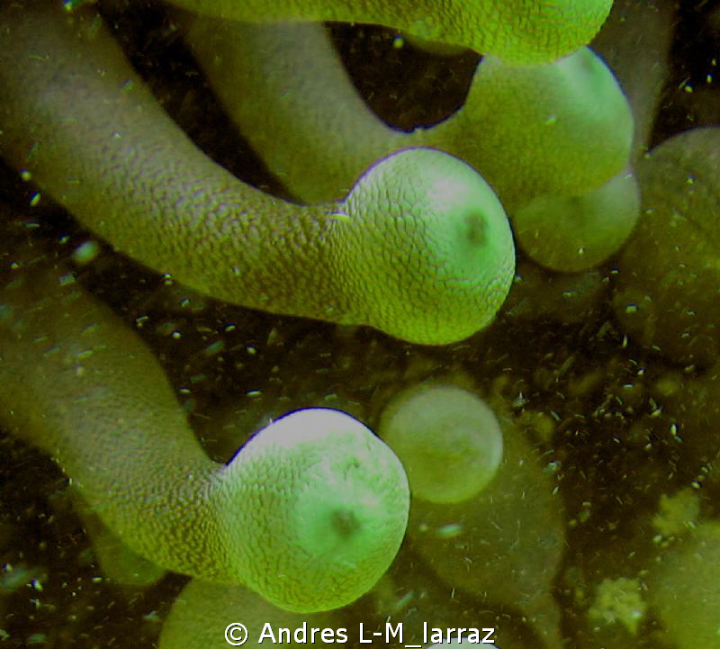 ANENOME by Andres L-M_larraz 