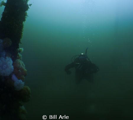 Hood Canal, Puget Sound, USA. by Bill Arle 
