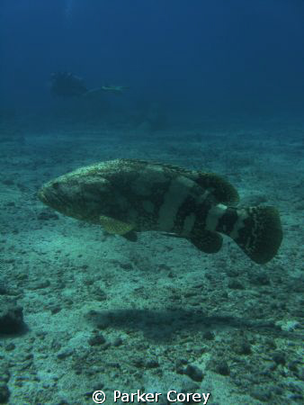 Grouper on "City of Washington" in Key Largo. by Parker Corey 