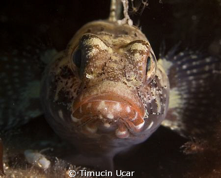 Nikon d50 and 60mm macro
strobe: YS 110
This photo shot... by Timucin Ucar 