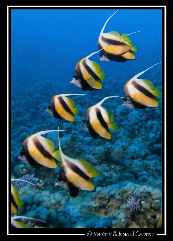 Diagonal of Heniochus intermedius taken with a Canon G9. by Raoul Caprez 