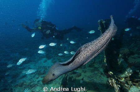 Let's swim together... by Andrea Lughi 